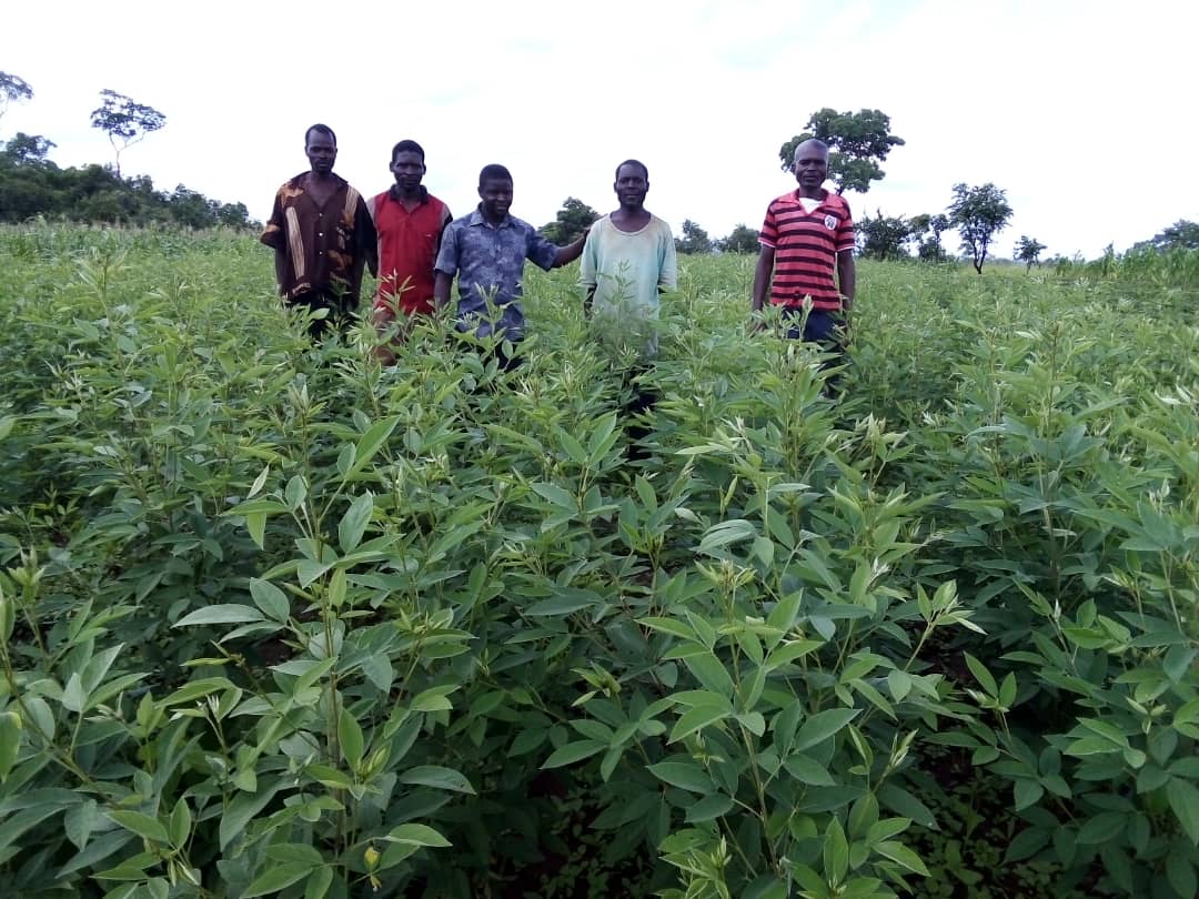 Collaboration on the ClimChar Project:  Biochar & Pigeon Pea Agroforesty in Conjunction with CF